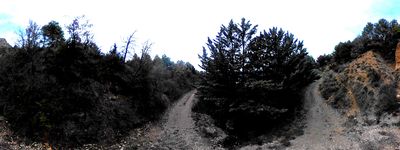 41: 202602091555_brancal_de_sant_joanet.jpg